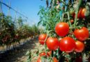 IBGE prevê alta na produção de sorgo e tomate em Goiás