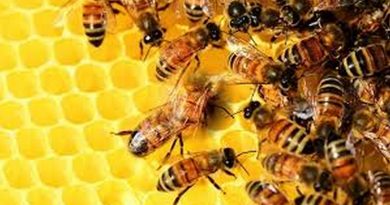 Hospital alerta população sobre riscos de acidentes com abelhas