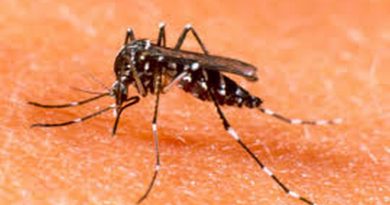 Prefeitura instala armadilhas para combate ao Aedes aegypti em Goiânia