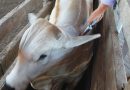 Goiás amplia cobertura vacinal contra brucelose bovina