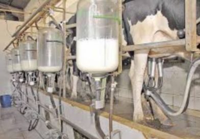 Governo federal anuncia recursos para o Pronaf Mais Leite