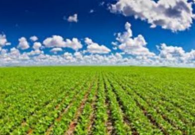 Câmara aprova urgência para projeto que atualiza marcos legais do seguro rural Câmara aprova urgência para projeto que atualiza marcos legais do seguro rural