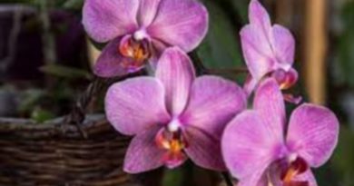 Goiânia recebe feira de orquídeas com curso gratuito neste fim de semana