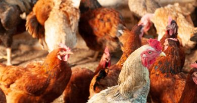 China encerra embargo e libera frango do RS após surto sanitário