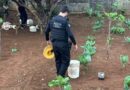 Polícia Civil cumpre buscas e investiga o uso de plantação de hortaliças em Leopoldo de Bulhões para operar o tráfico de drogas Polícia Civil cumpre buscas e investiga o uso de plantação de hortaliças em Leopoldo de Bulhões para operar o tráfico de drogas