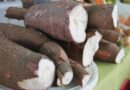 Produção de mandioca cresce em Goiás e impulsiona o setor Produção de mandioca cresce em Goiás e impulsiona o setor