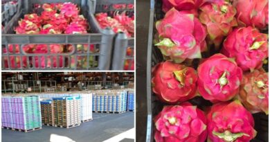 Pitaya produzida em Vianópolis está sendo exportada para a Europa