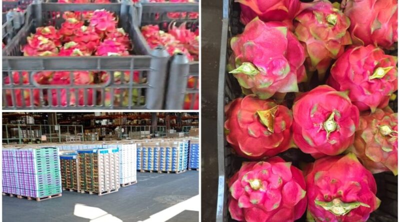 Pitaya produzida em Vianópolis está sendo exportada para a Europa