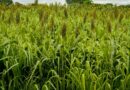 Goiás mantém liderança nacional na produção de sorgo